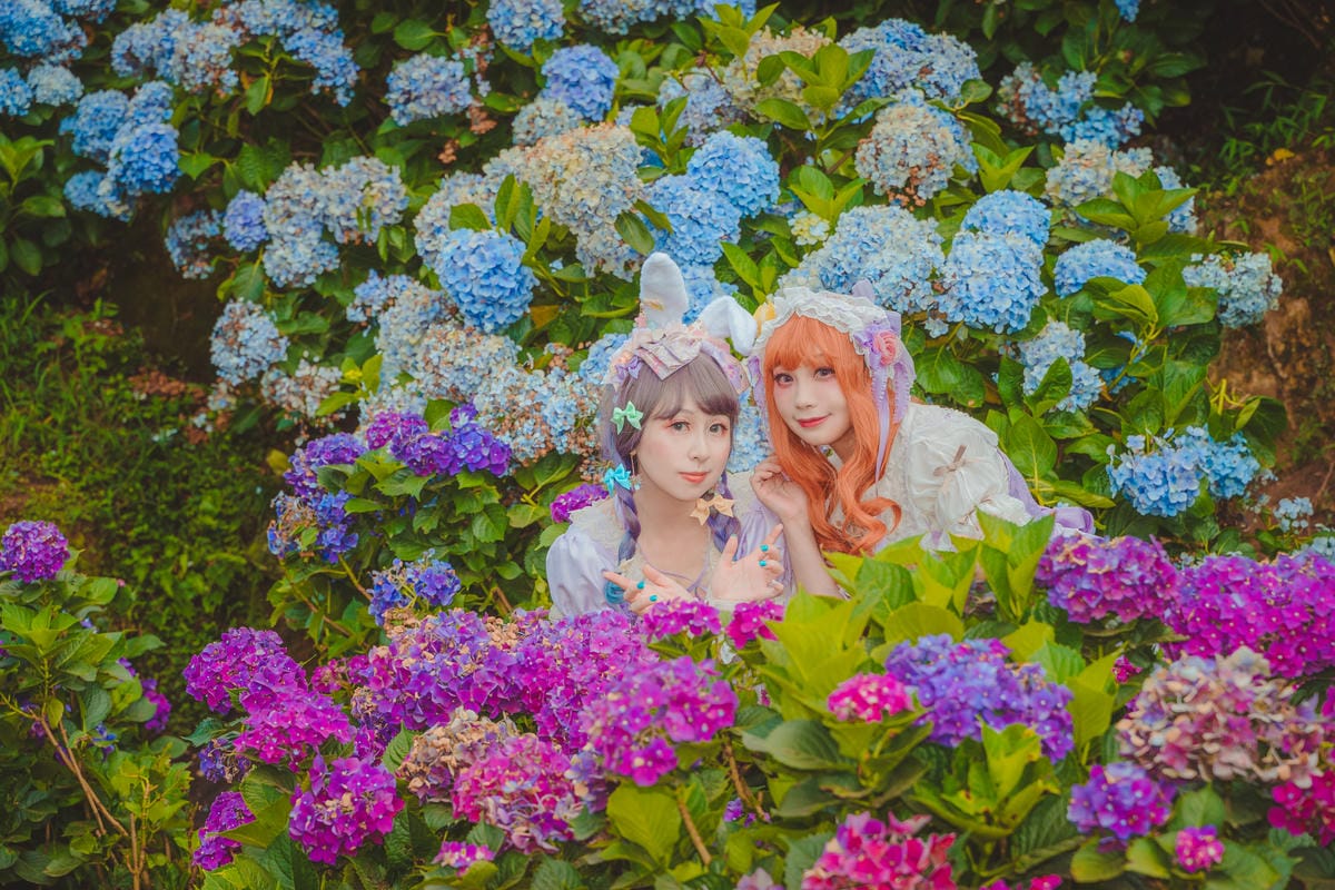 2020繡球花 2020繡球花