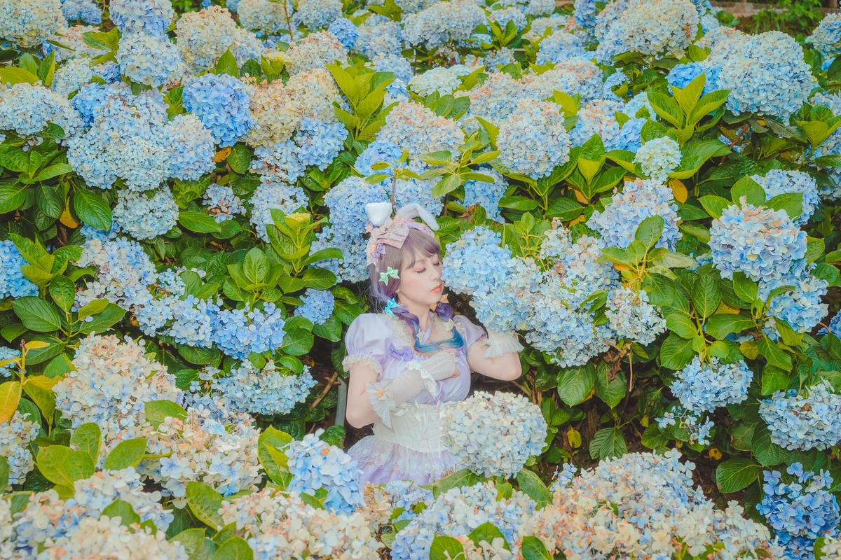 2020繡球花 2020繡球花