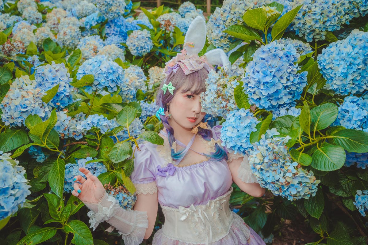 2020繡球花 2020繡球花
