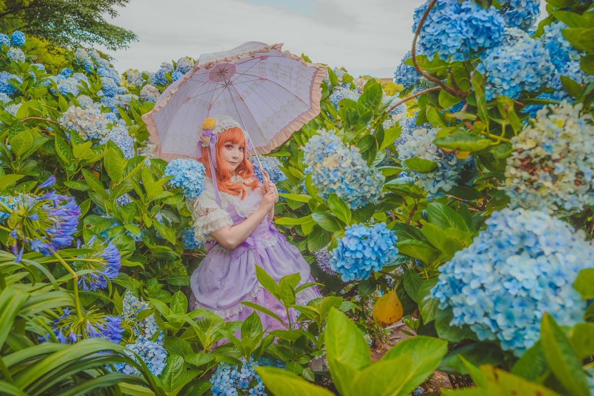 2020繡球花 2020繡球花