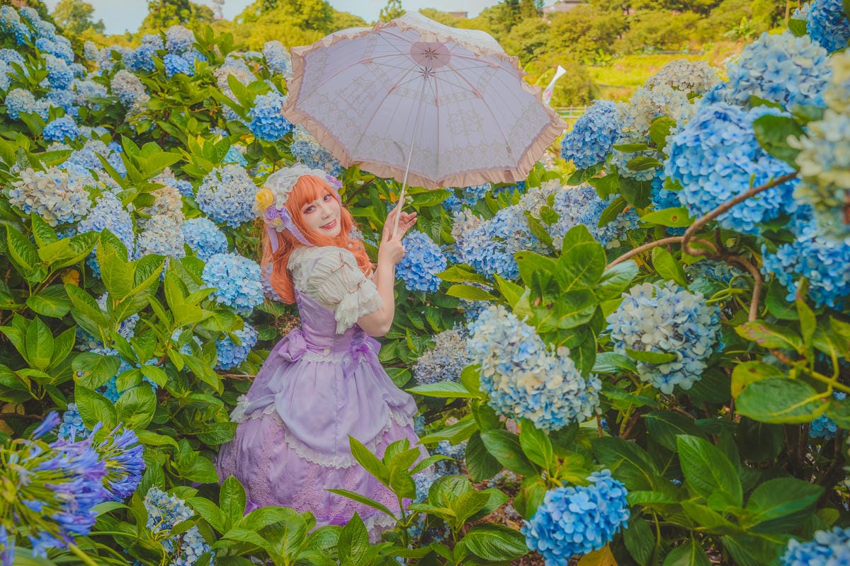 2020繡球花 2020繡球花