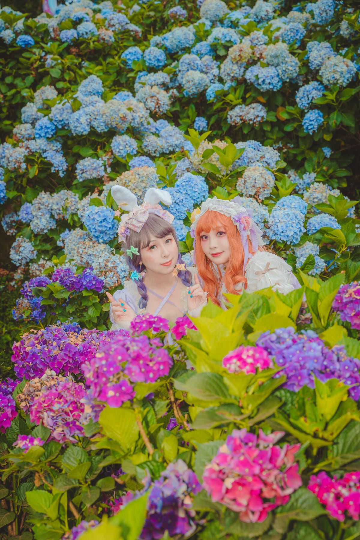 2020繡球花 2020繡球花