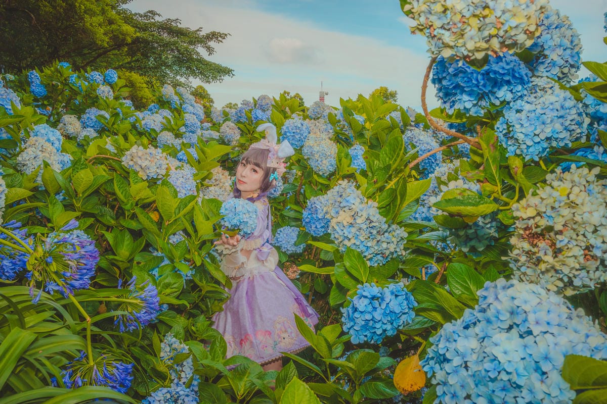 2020繡球花 2020繡球花