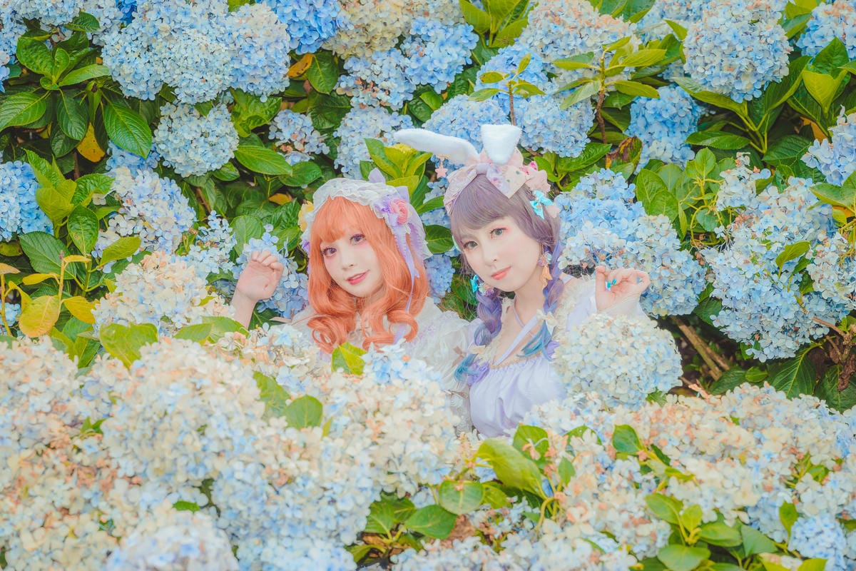 2020繡球花 2020繡球花