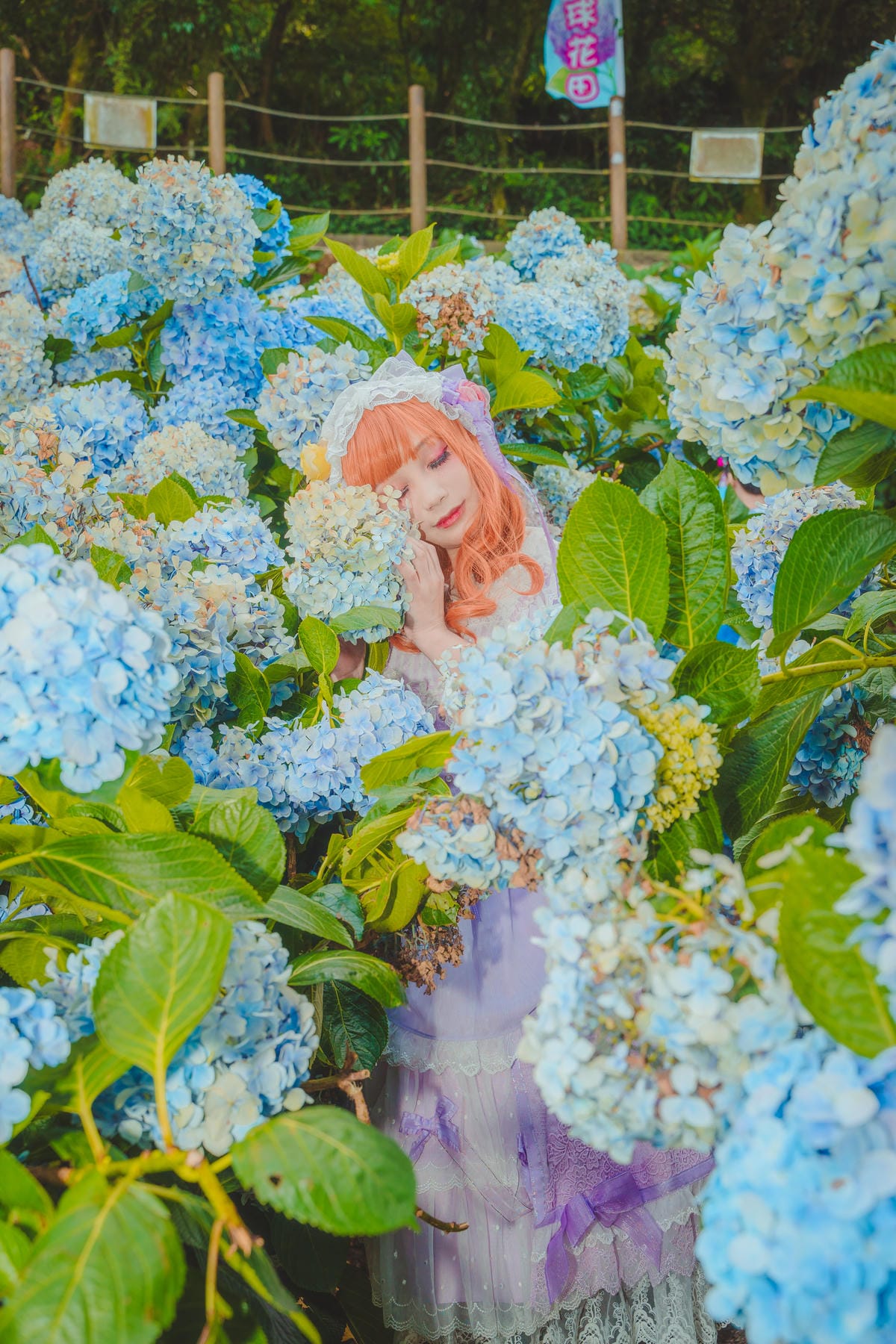 2020繡球花 2020繡球花
