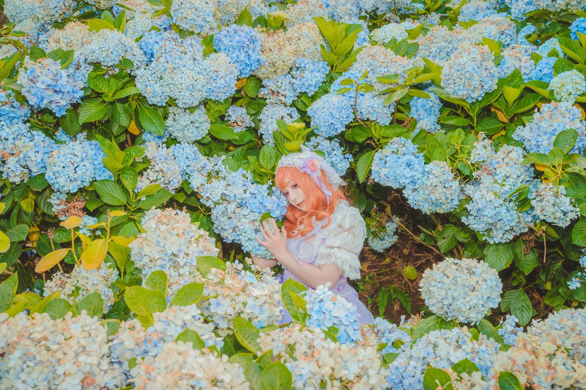 2020繡球花 2020繡球花