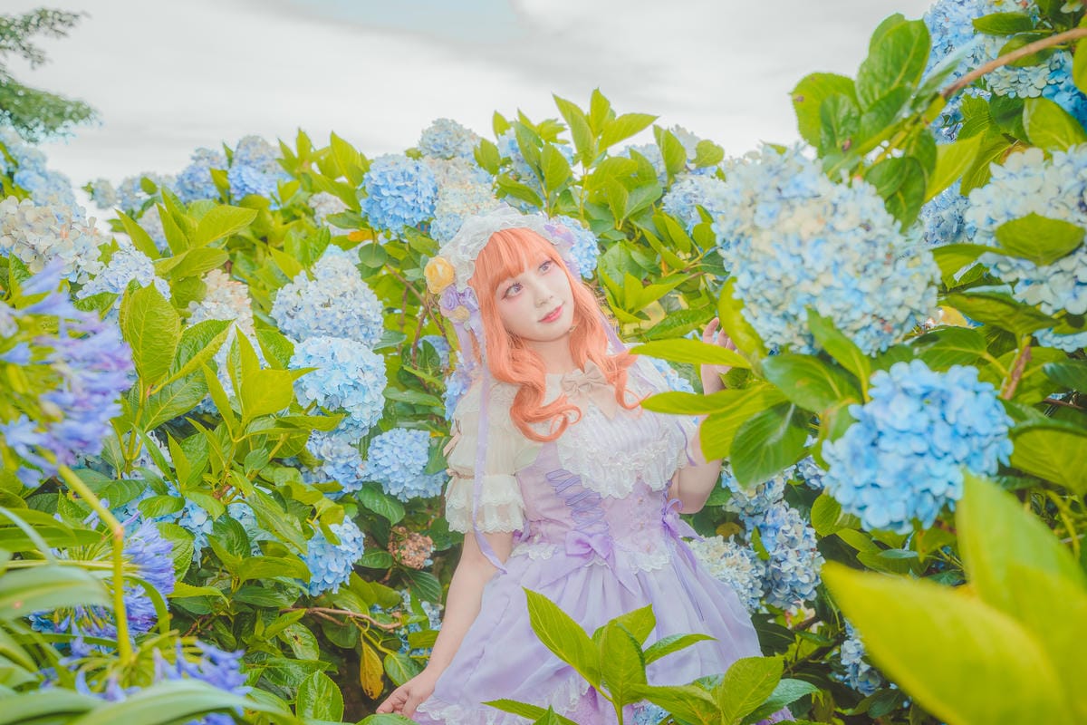 2020繡球花 2020繡球花