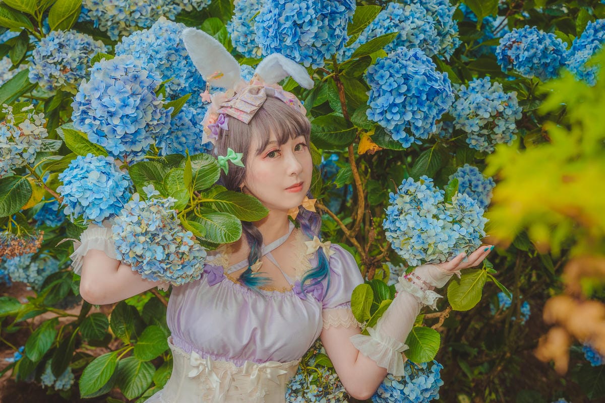 2020繡球花 2020繡球花
