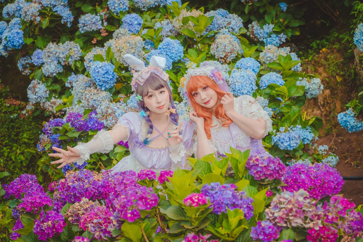 2020繡球花 2020繡球花