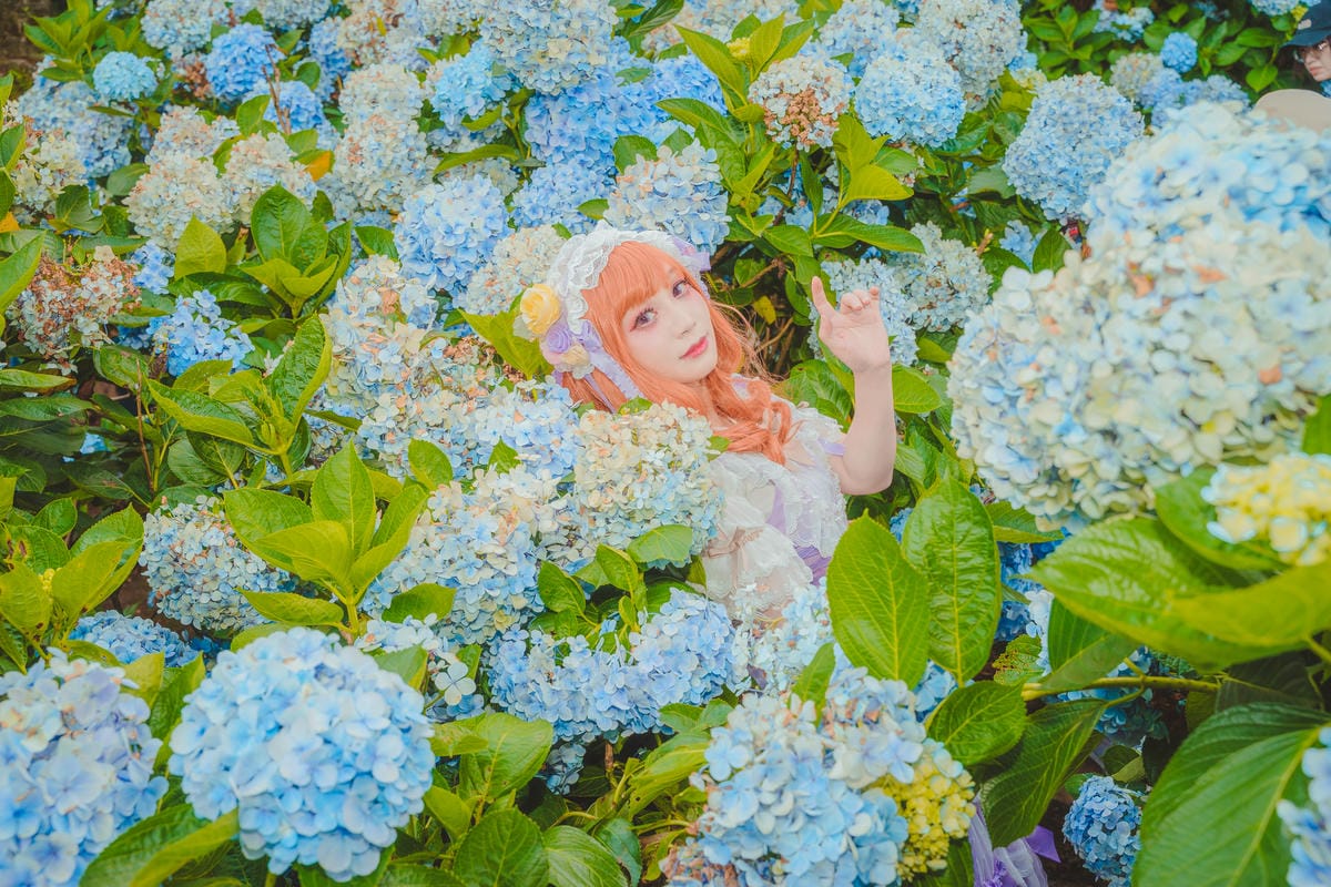 2020繡球花 2020繡球花