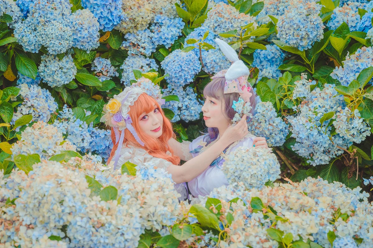 2020繡球花 2020繡球花
