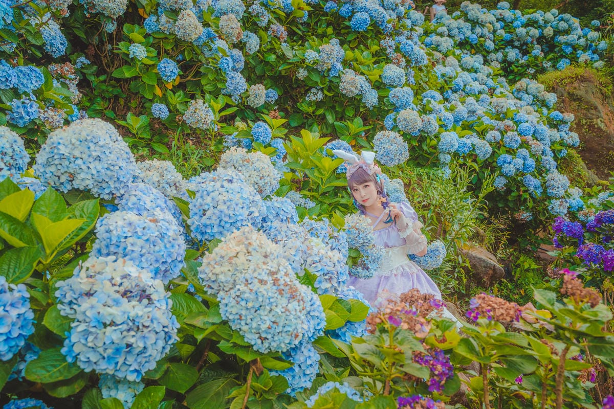 2020繡球花 2020繡球花