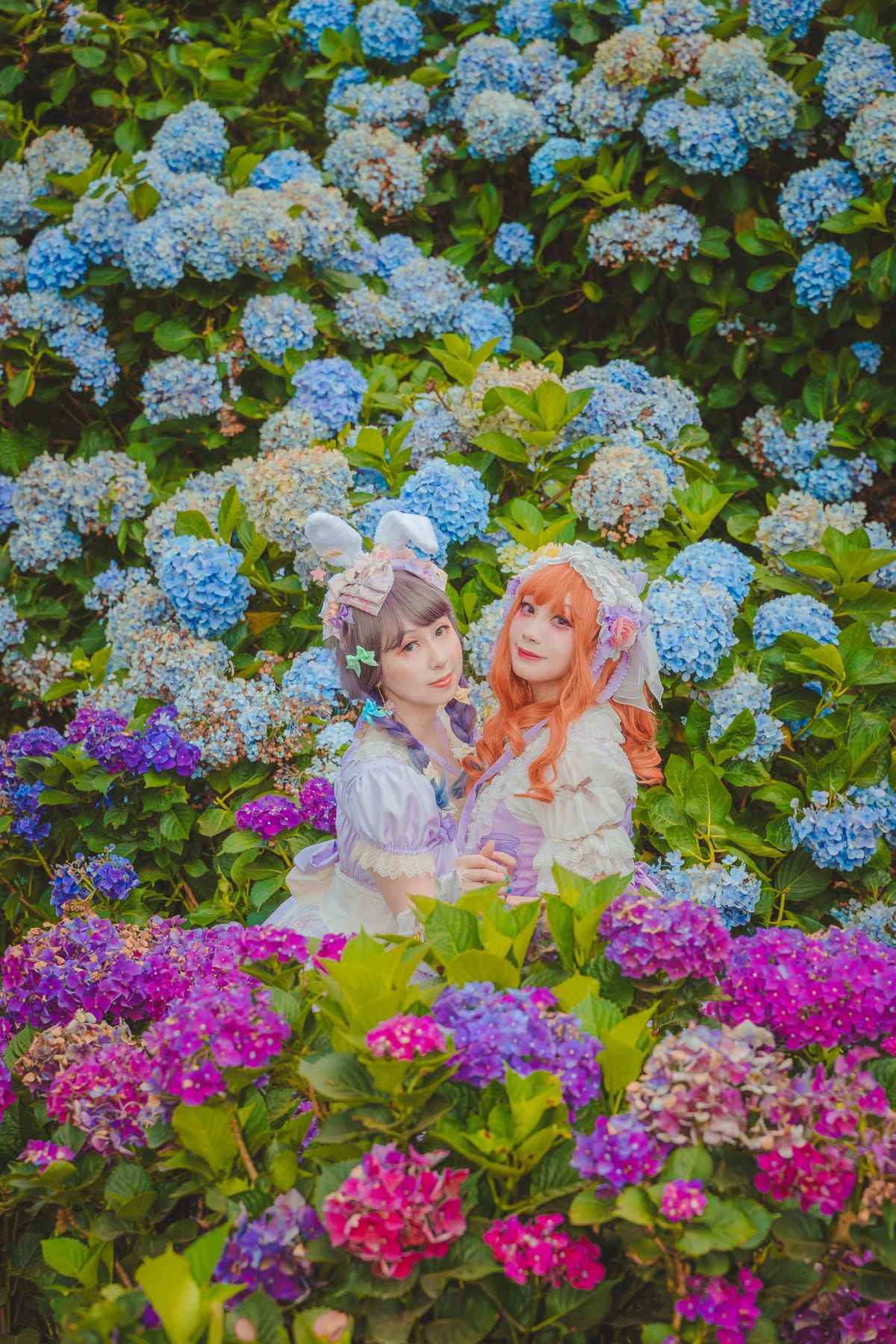 2020繡球花 2020繡球花