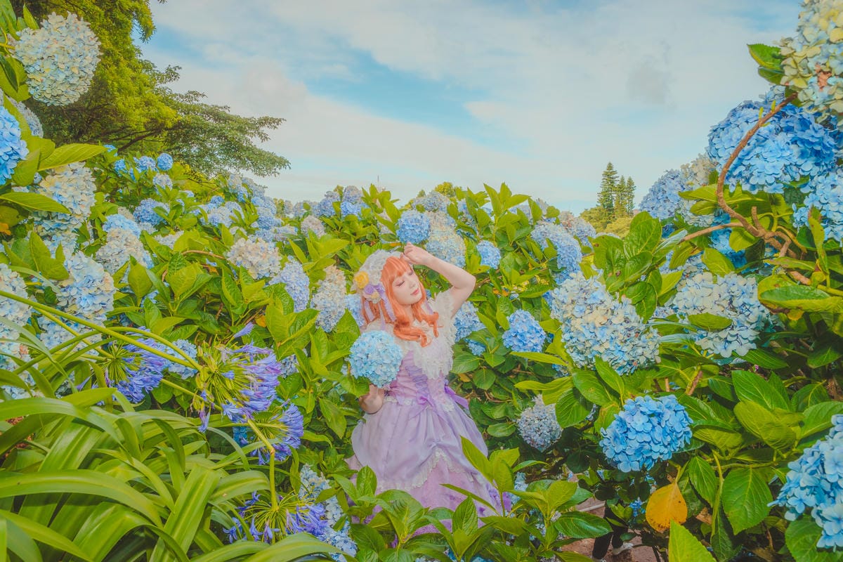 2020繡球花 2020繡球花