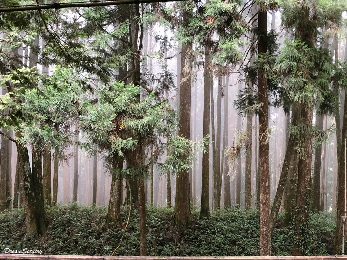 阿里山 阿里山