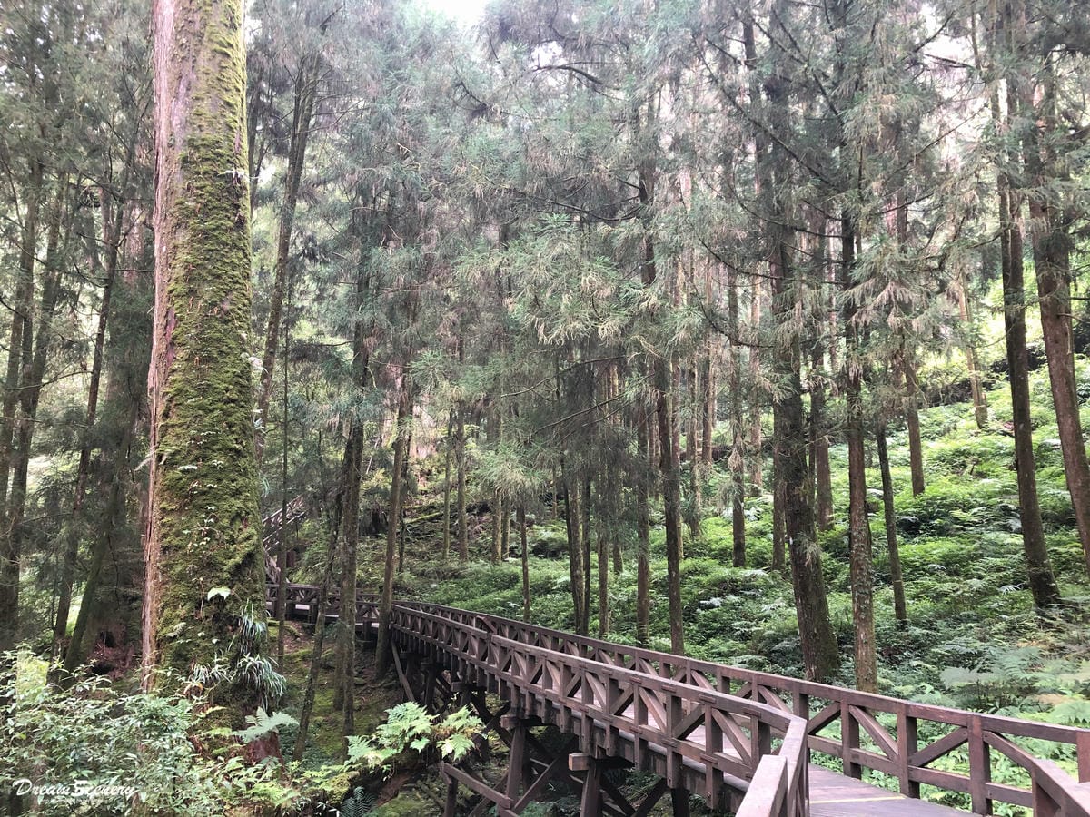 阿里山 阿里山