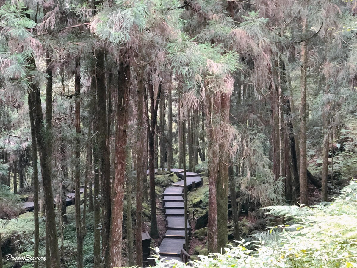 阿里山 阿里山