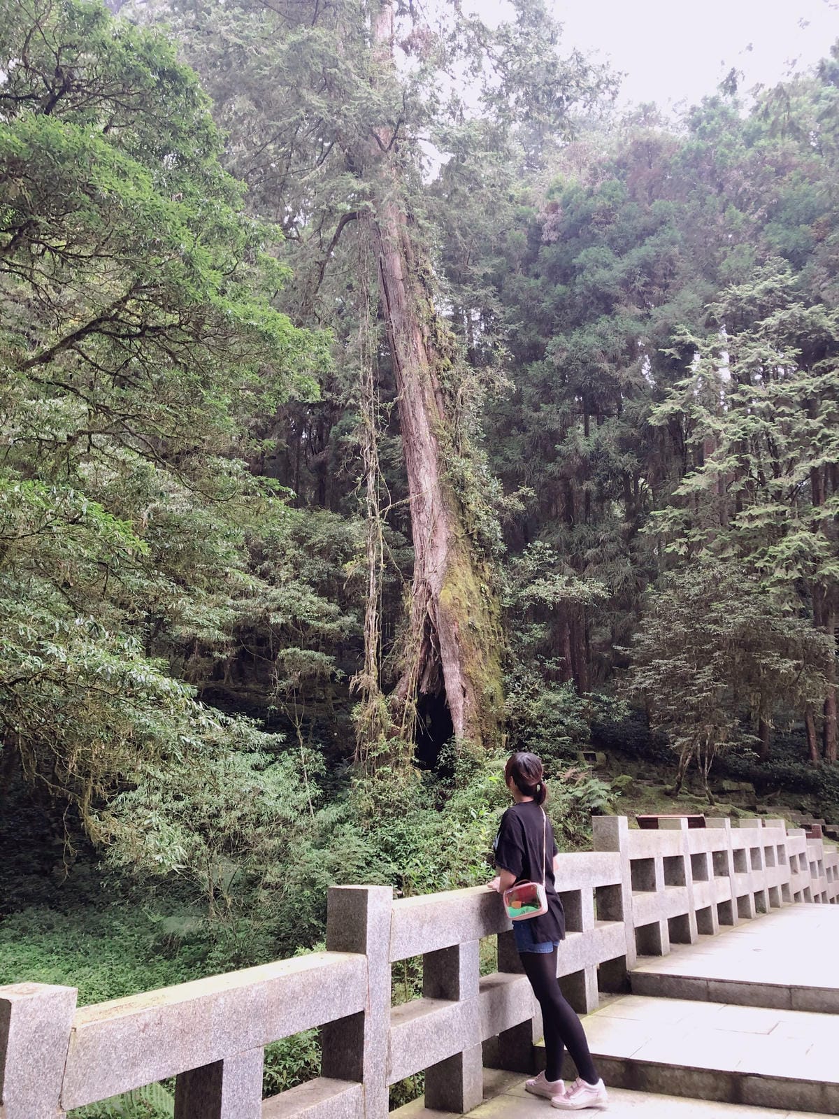 阿里山 阿里山