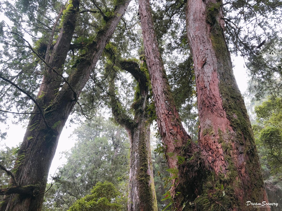阿里山 阿里山