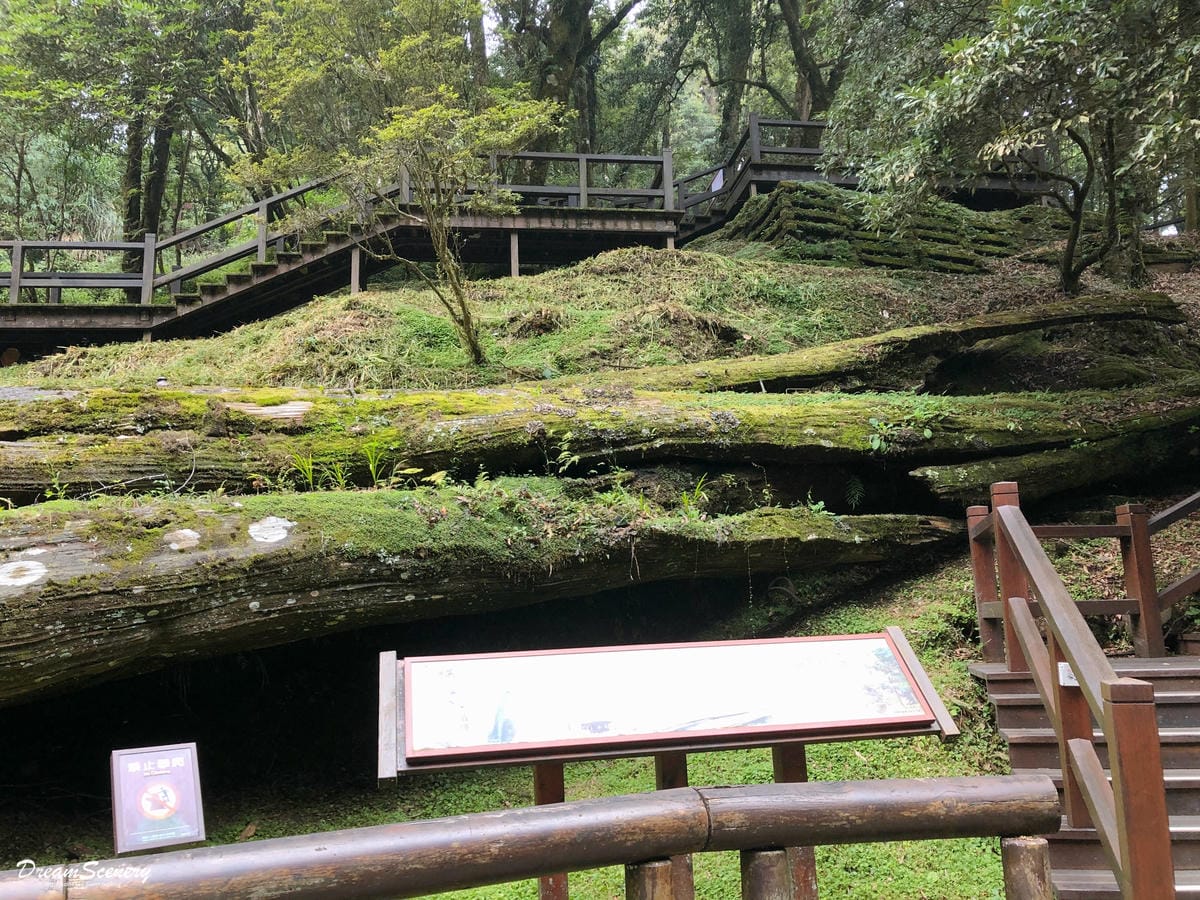 阿里山 阿里山