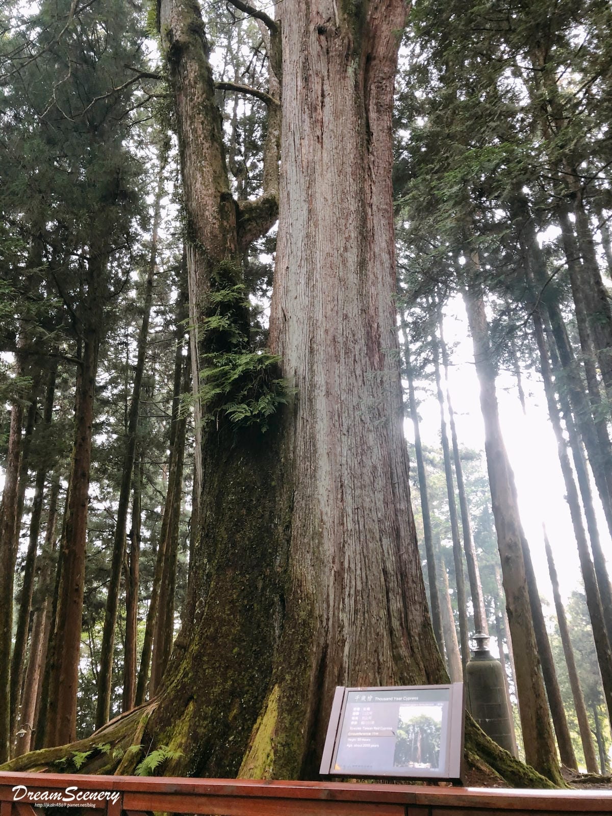 阿里山 阿里山