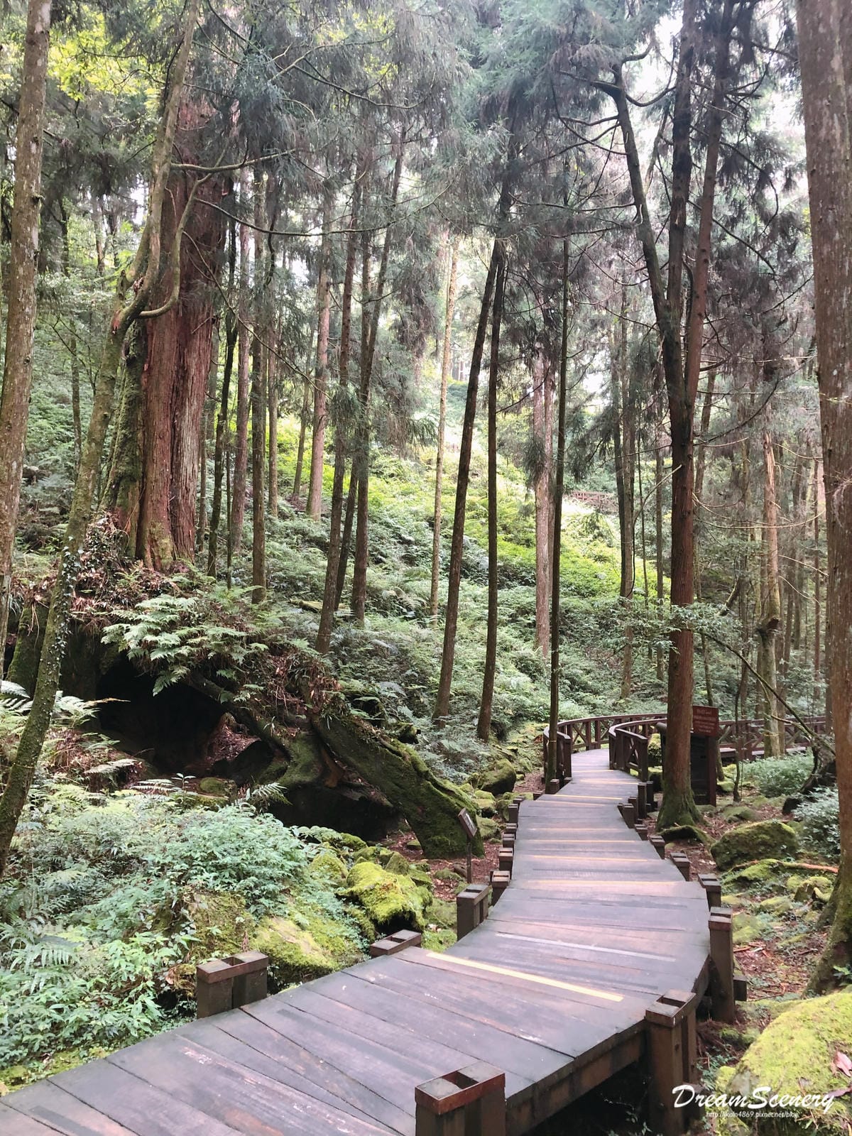 阿里山 阿里山