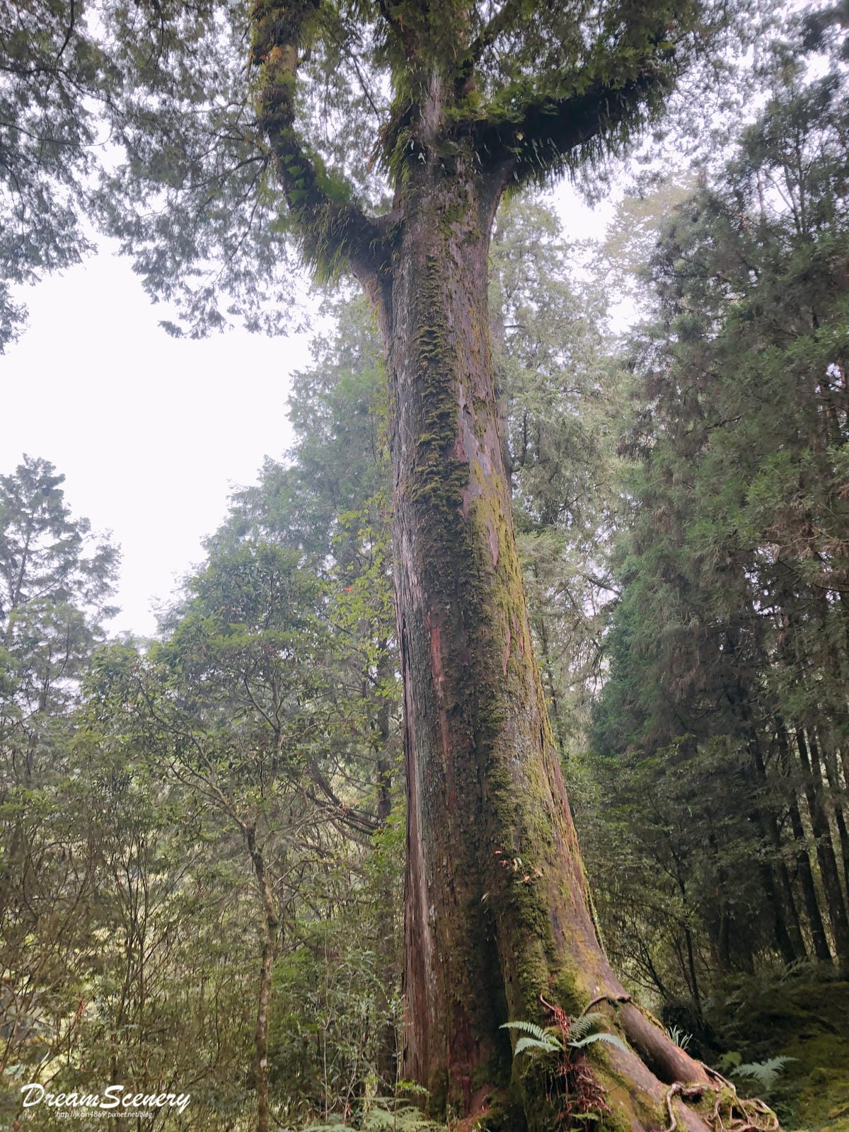 阿里山 阿里山
