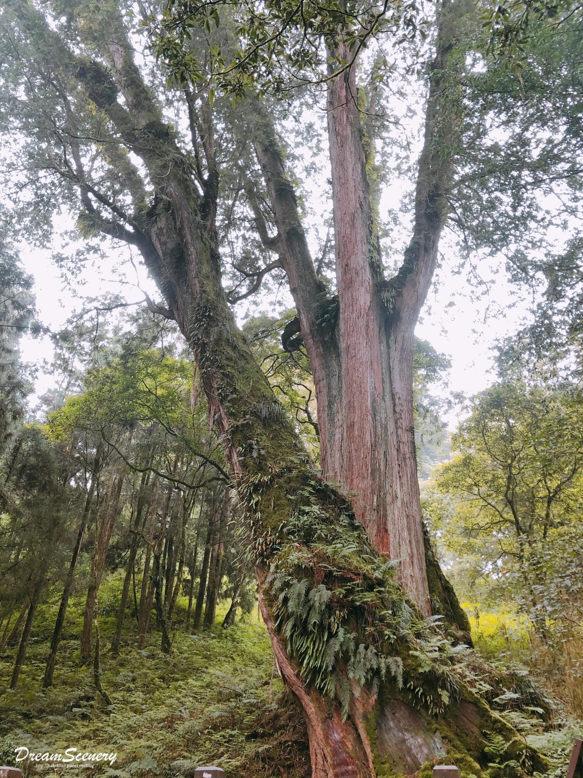 阿里山 阿里山