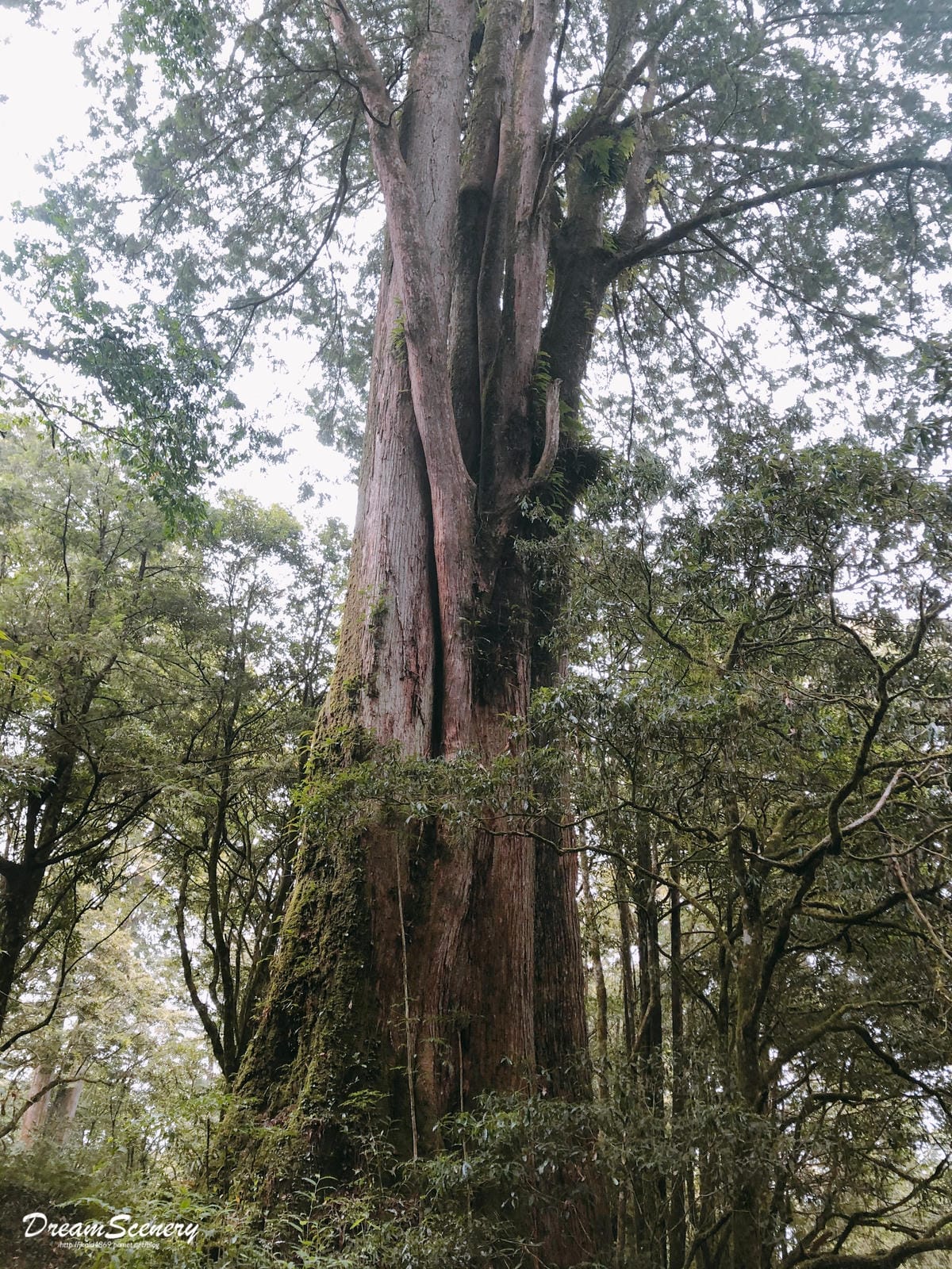 阿里山 阿里山