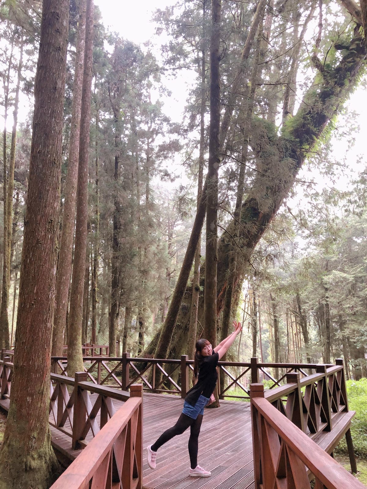 阿里山 阿里山