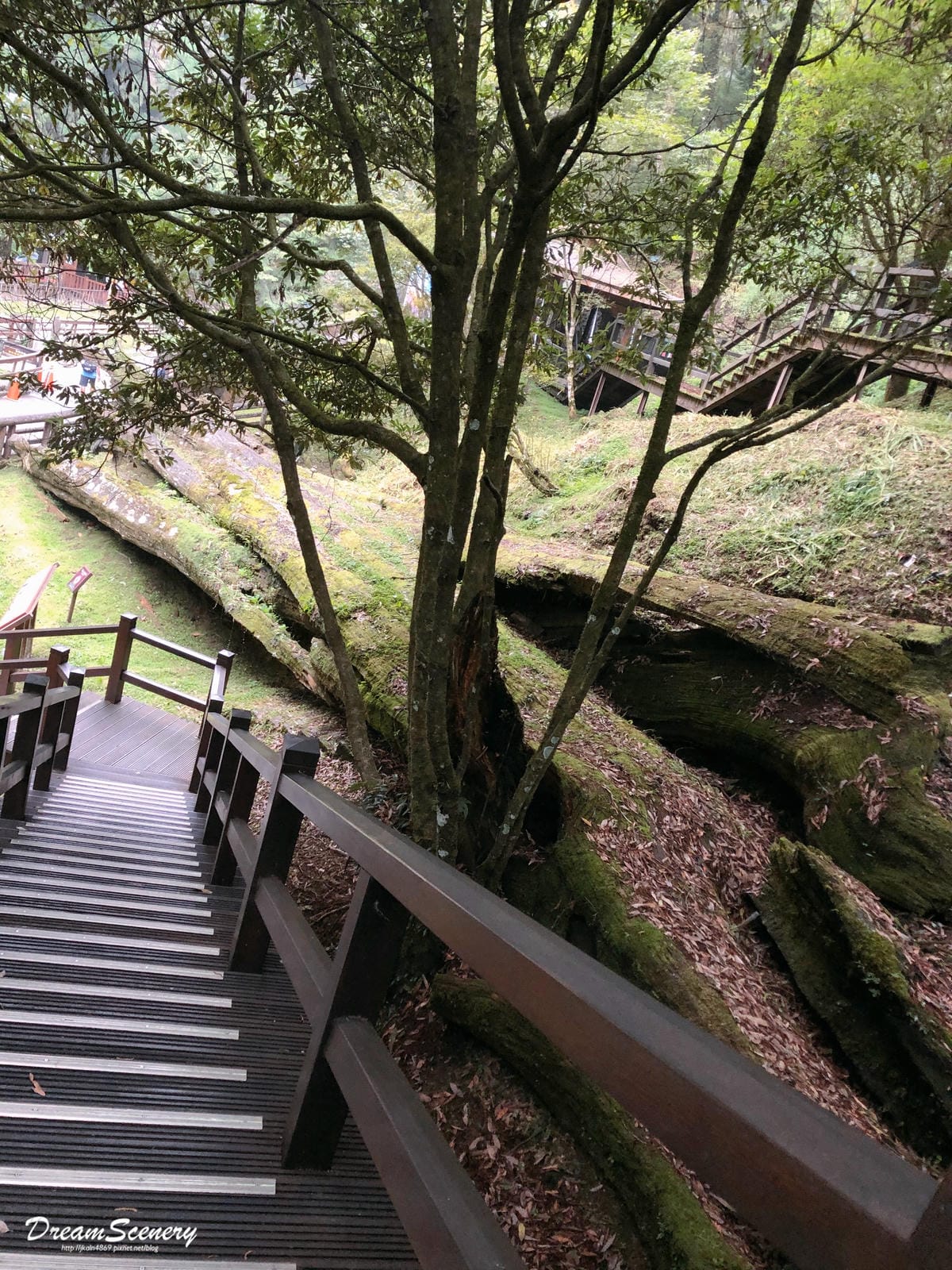 阿里山 阿里山