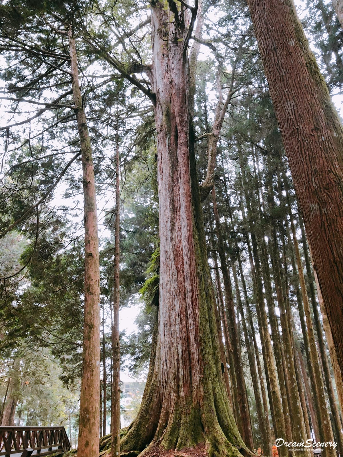 阿里山 阿里山