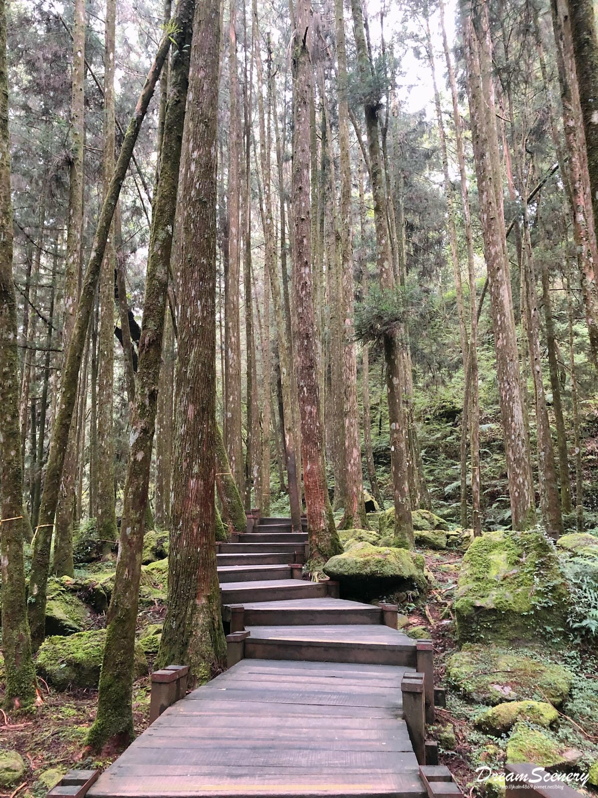 阿里山 阿里山