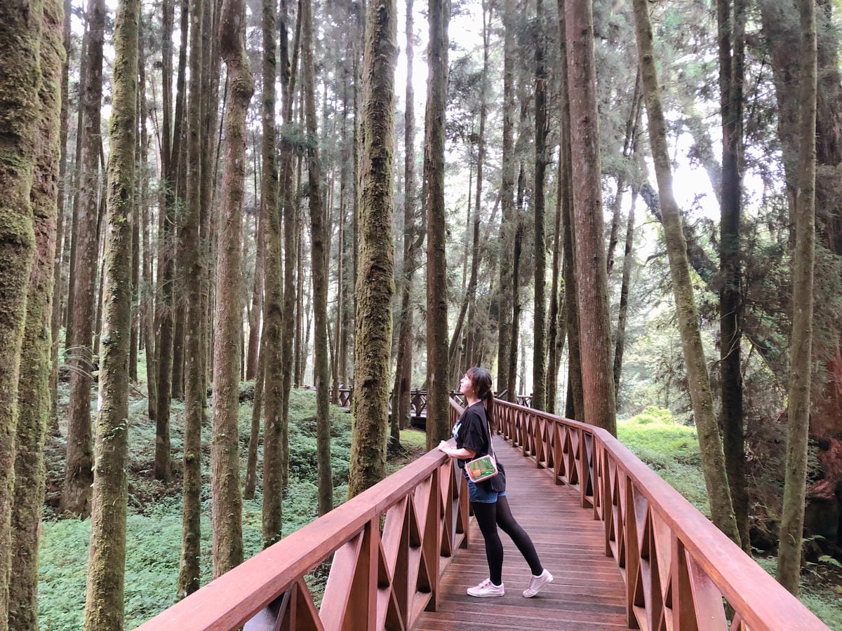 阿里山 阿里山