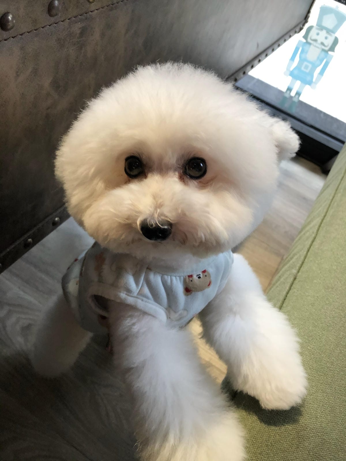 DOG SPACE 寵物空間 -礁溪寵物咖啡廳 DOG SPACE 寵物空間 -礁溪寵物咖啡廳