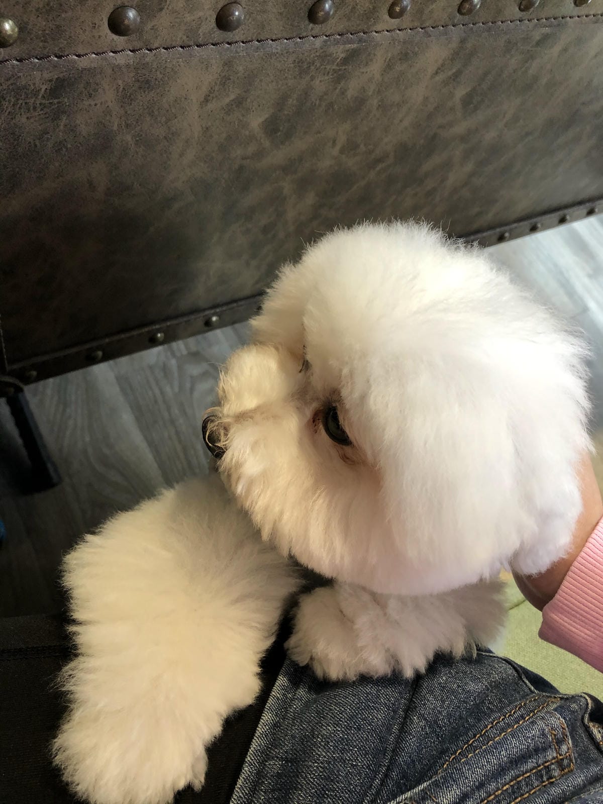 DOG SPACE 寵物空間 -礁溪寵物咖啡廳 DOG SPACE 寵物空間 -礁溪寵物咖啡廳