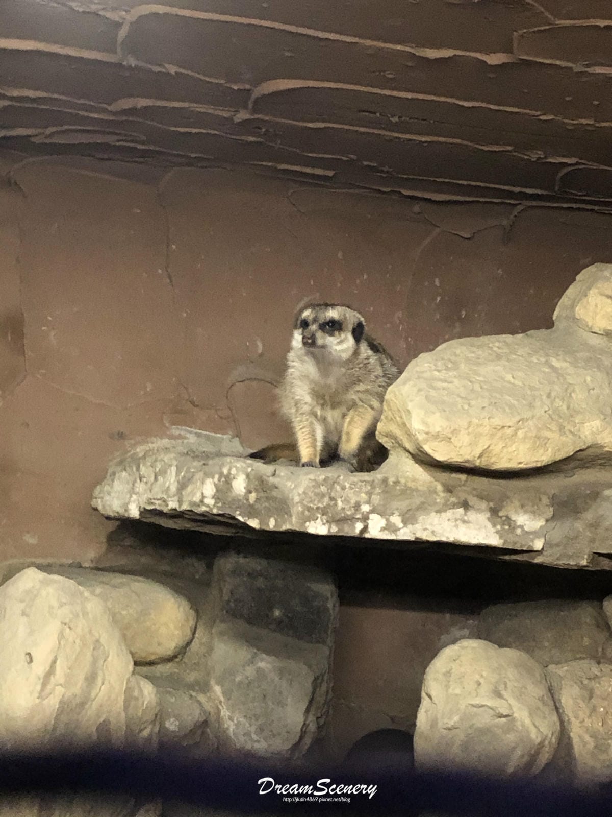 南投▴猴探井│夢幻城市夜景│夜間小型動物樂園│星月天空景觀餐廳