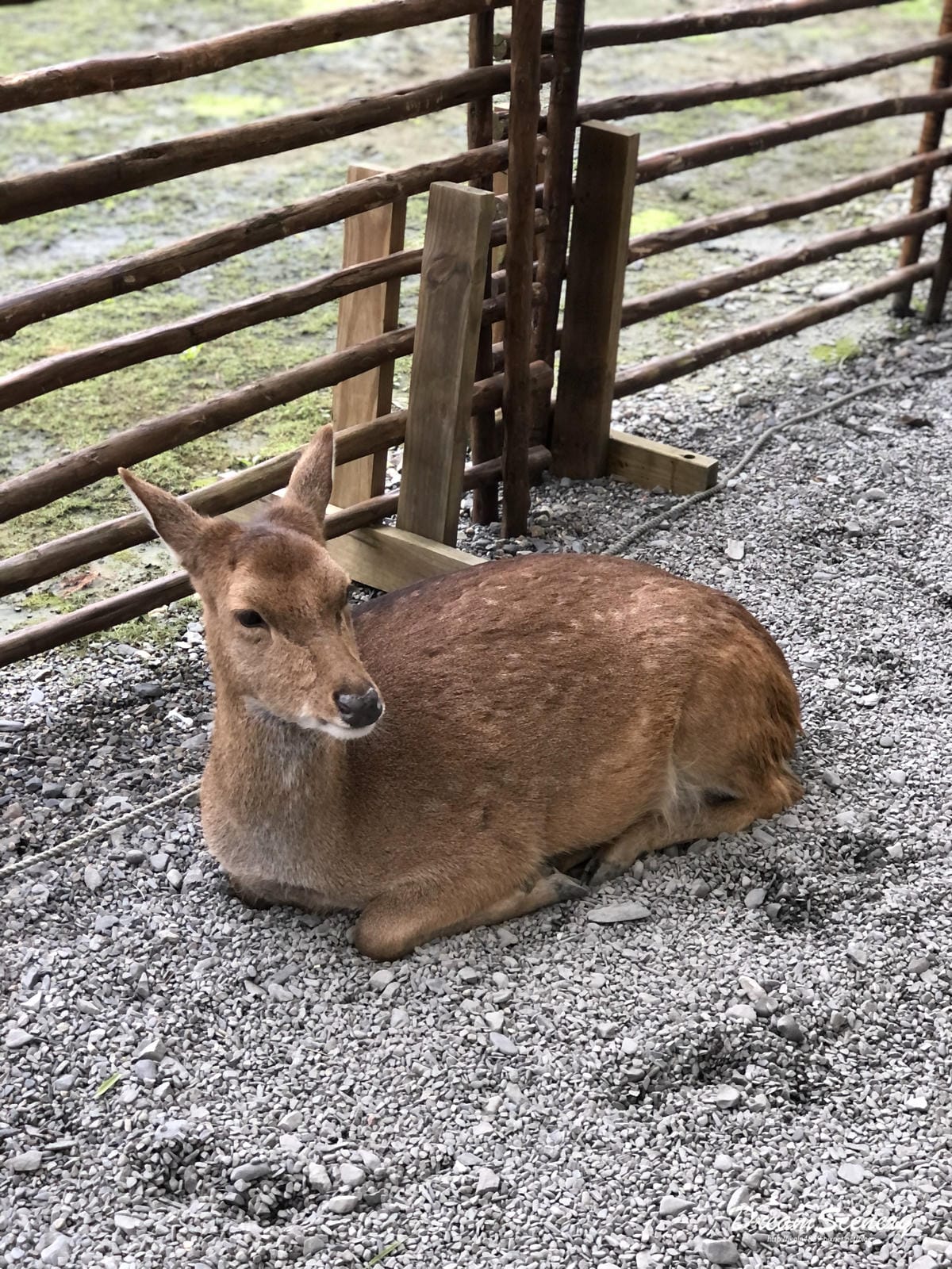 斑比山丘