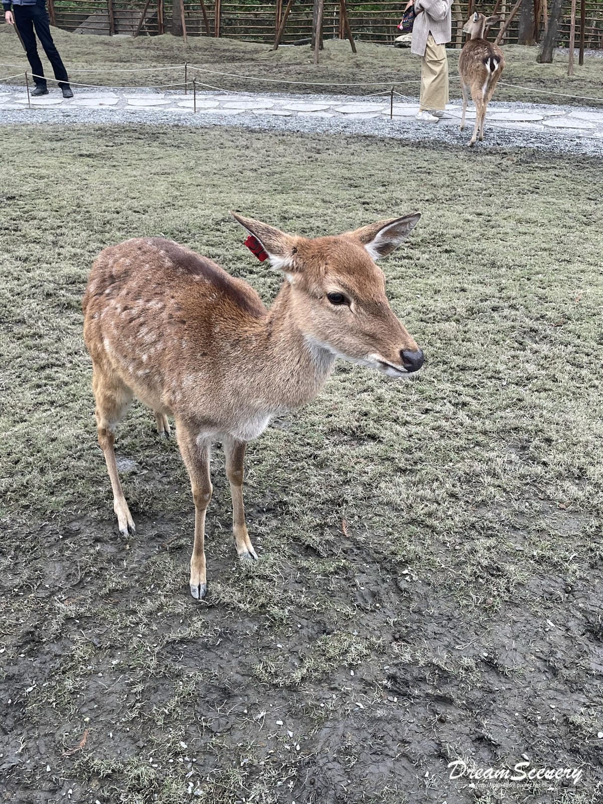 斑比山丘