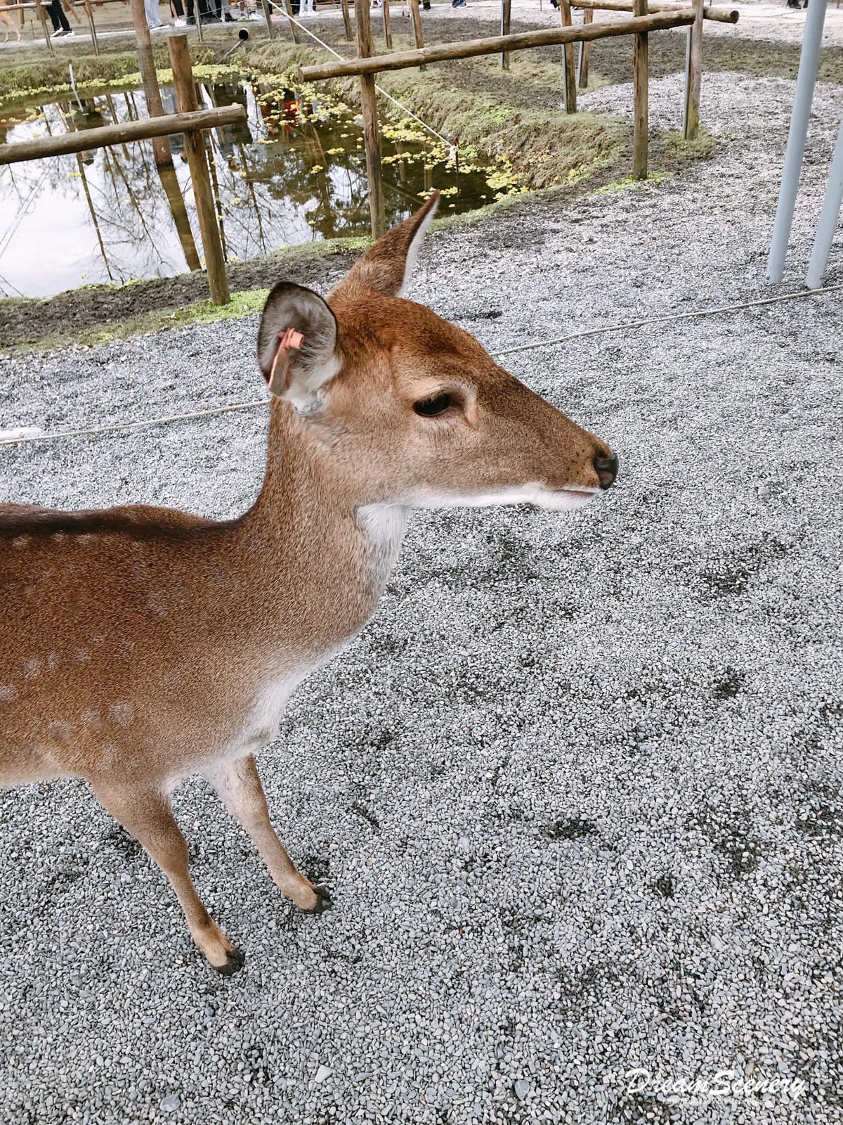 斑比山丘