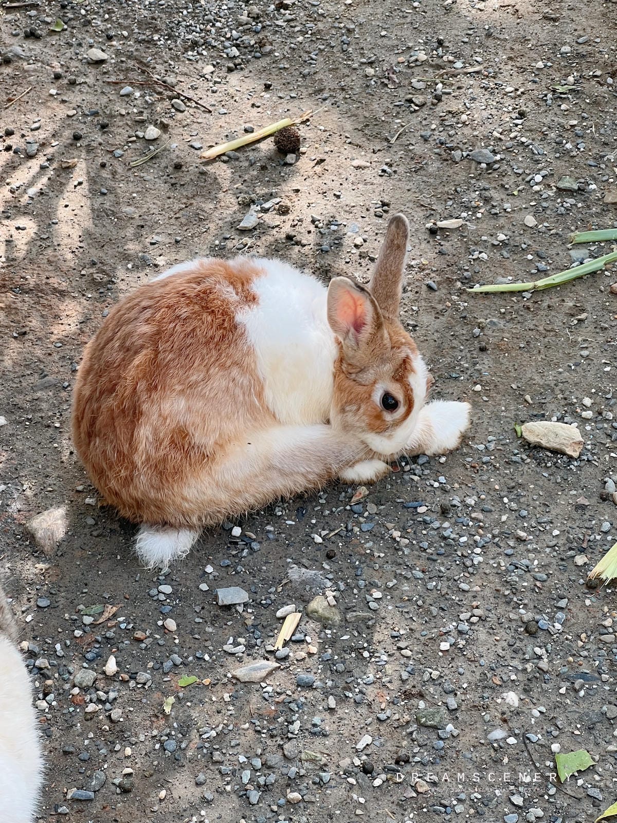 初鹿牧場 初鹿牧場
