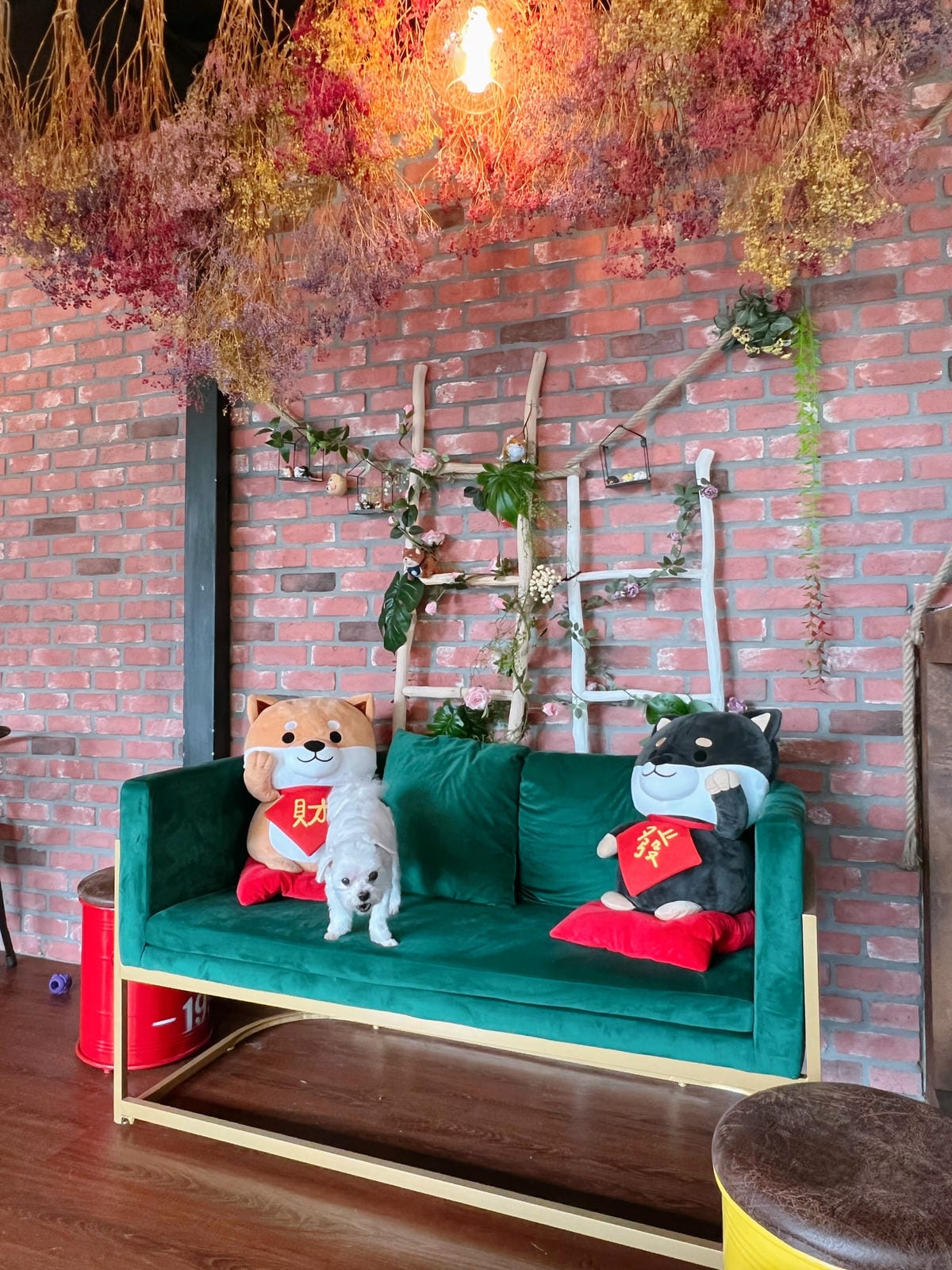 聚柴gdog寵物友善餐廳