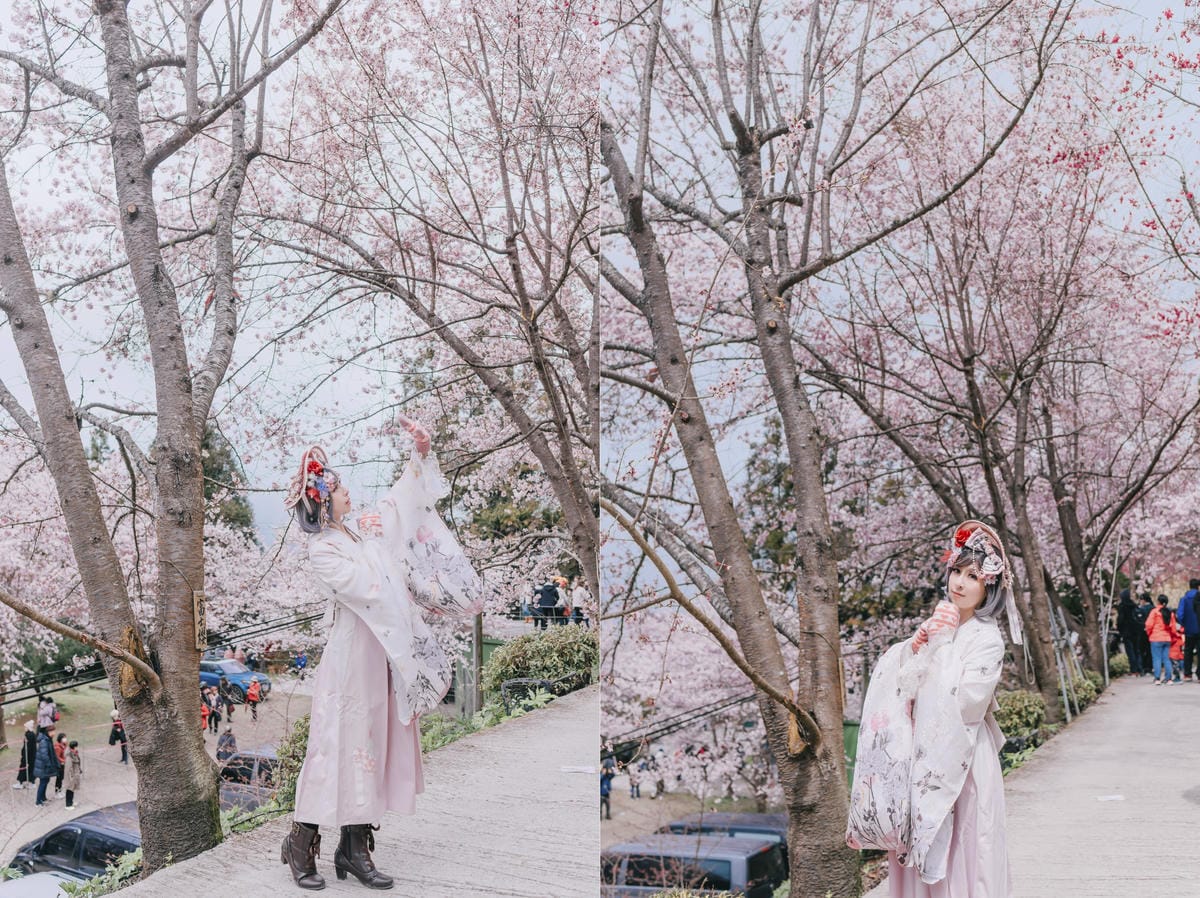 2023 拉拉山櫻花季
