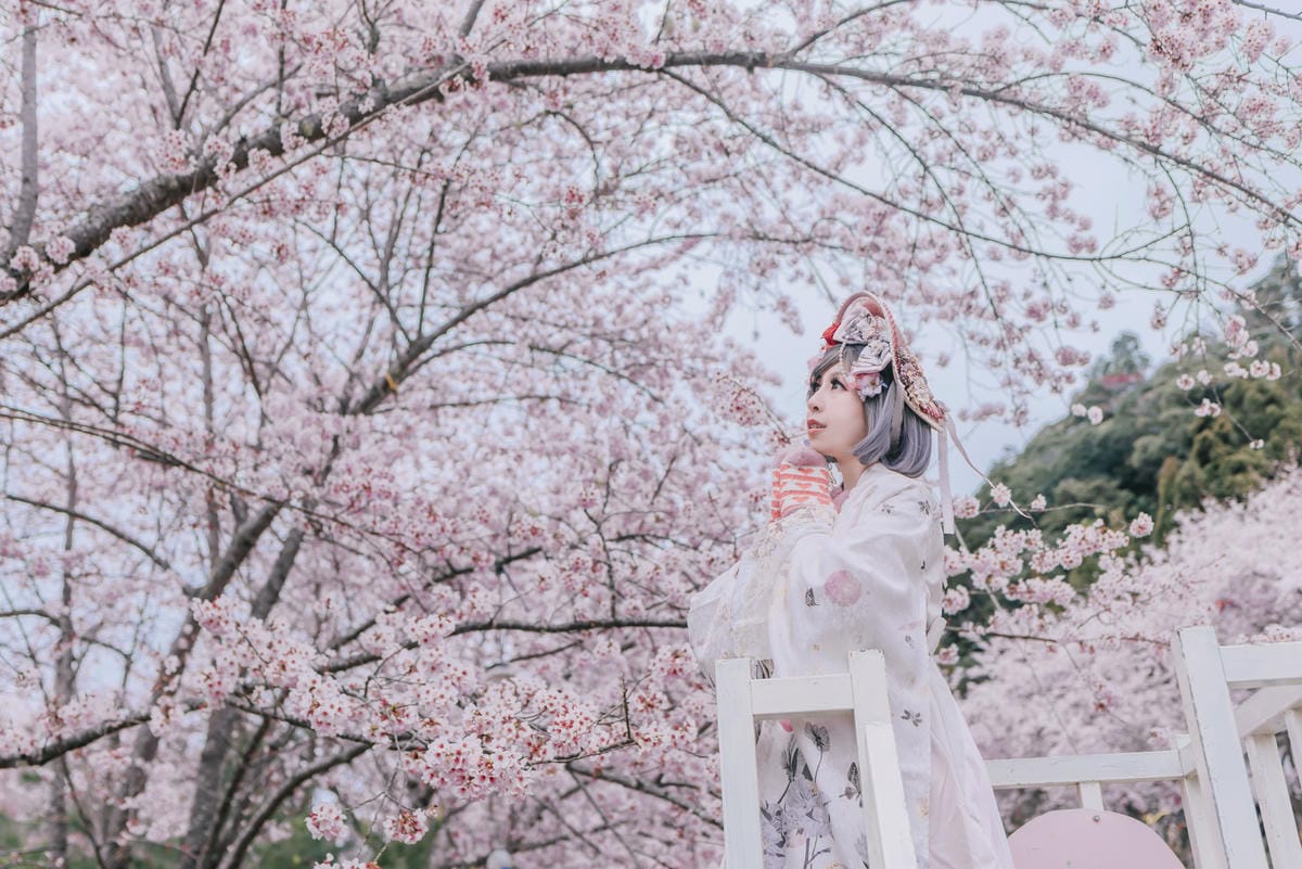 2023 拉拉山櫻花季