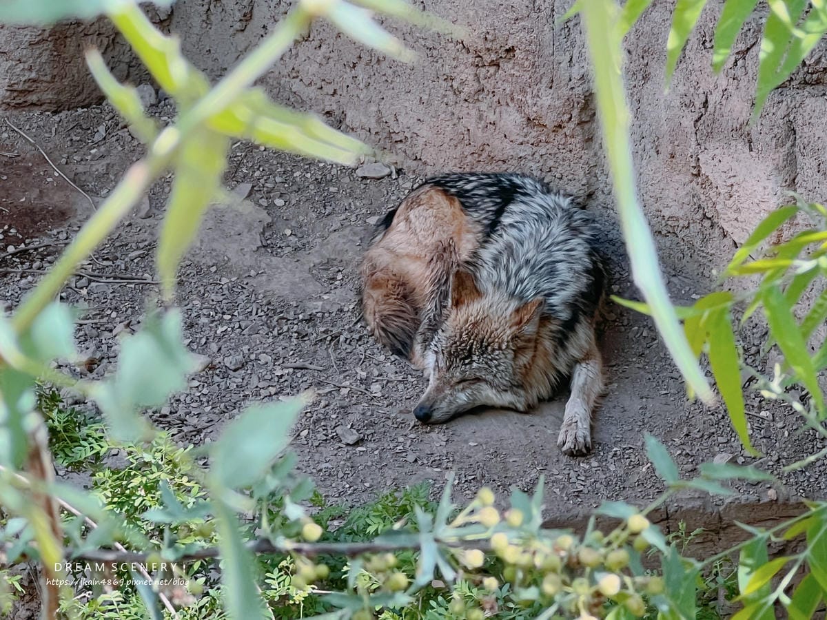 Arizona-Sonora Desert Museum Arizona-Sonora Desert Museum