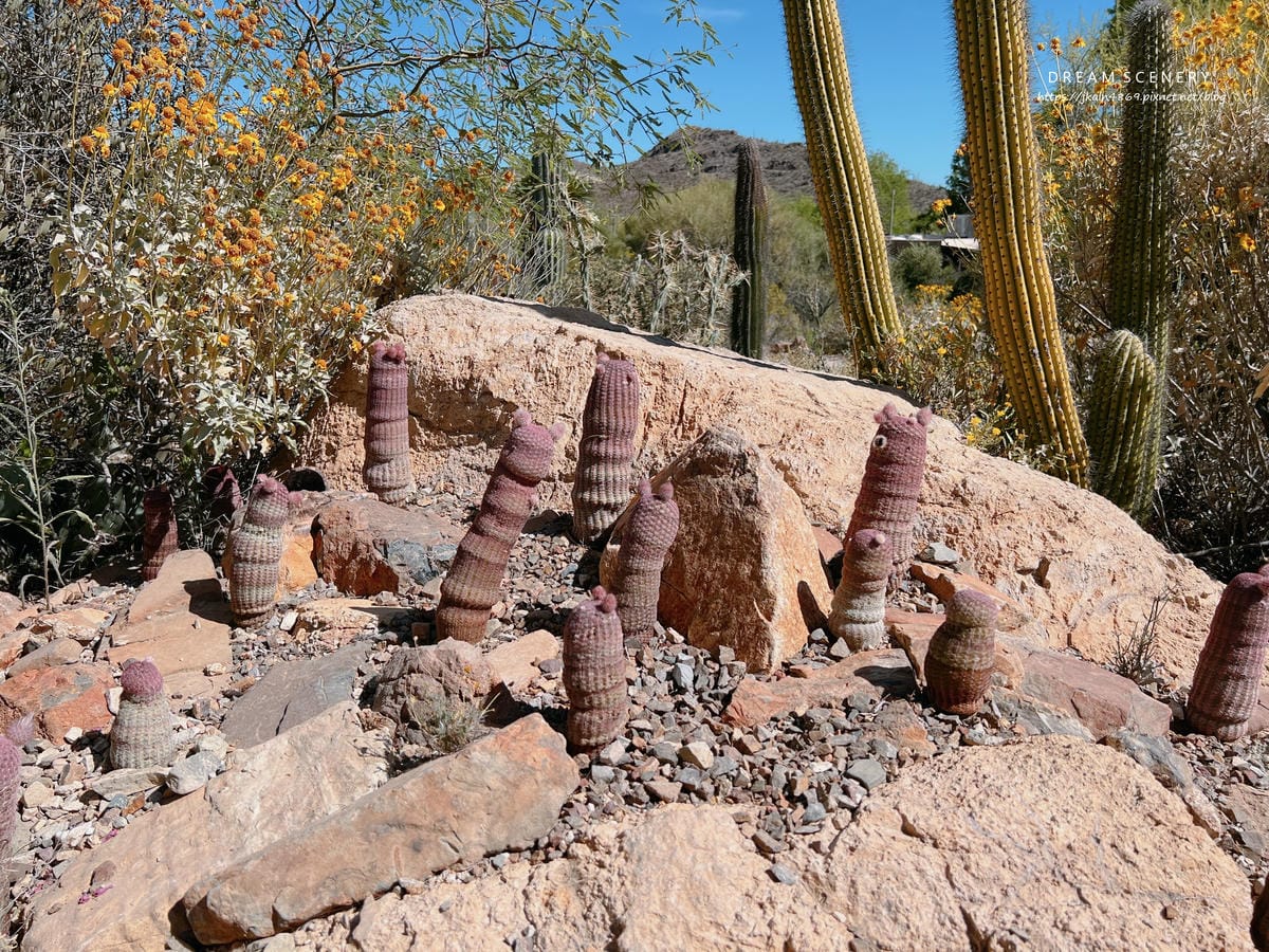 Arizona-Sonora Desert Museum Arizona-Sonora Desert Museum