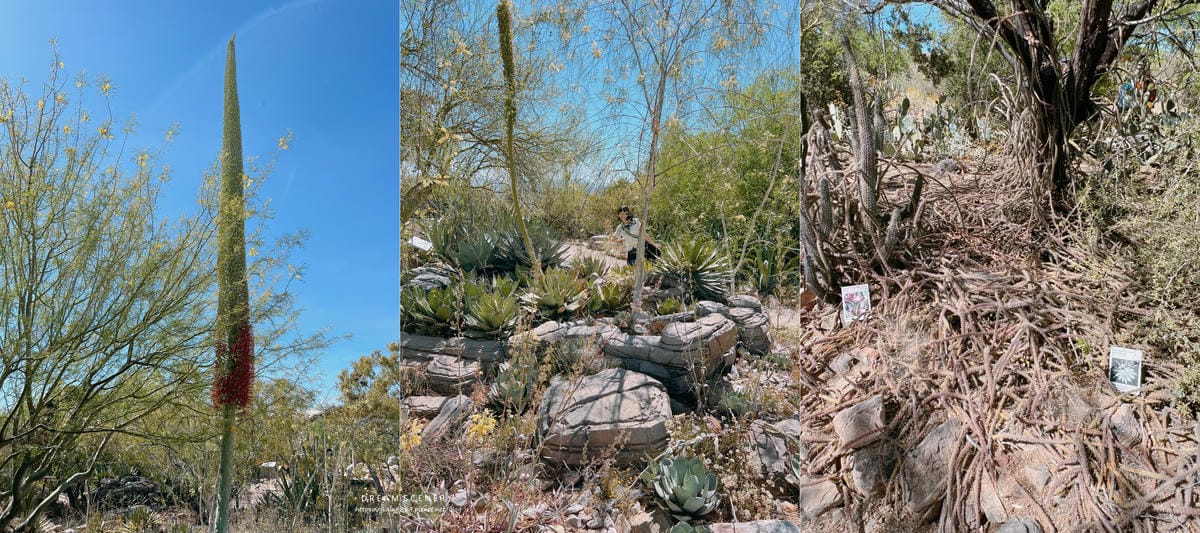 2Arizona-Sonora Desert Museum 2Arizona-Sonora Desert Museum