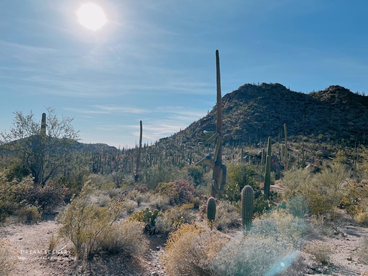 Saguaro National Park Saguaro National Park