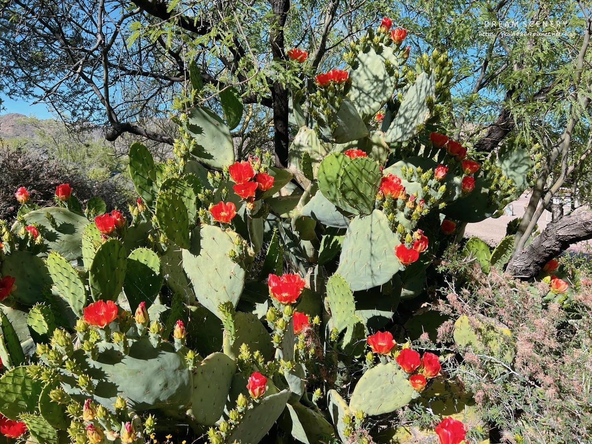 Arizona-Sonora Desert Museum Arizona-Sonora Desert Museum