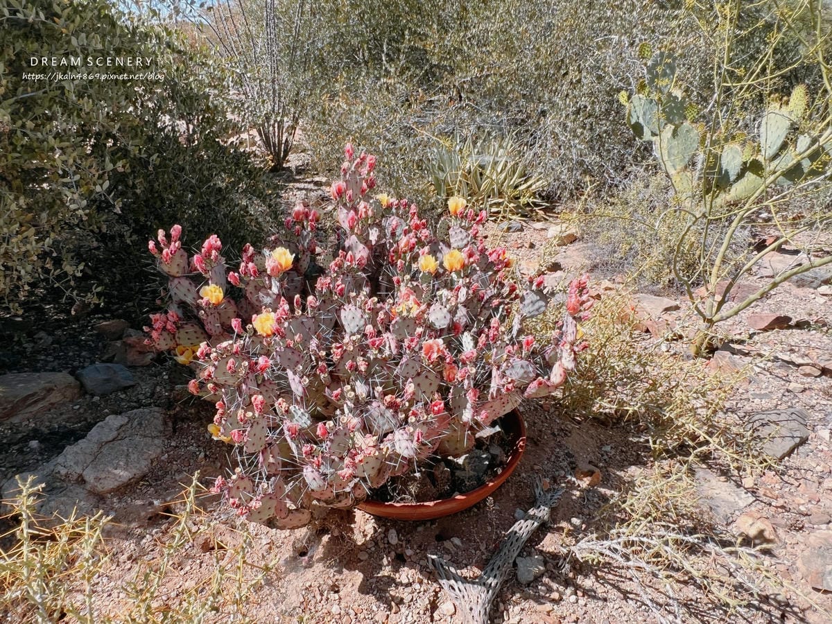 Arizona-Sonora Desert Museum Arizona-Sonora Desert Museum